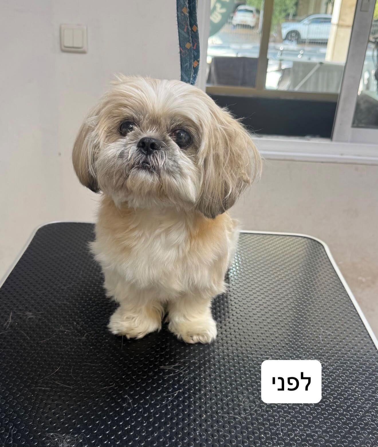 כלב רגוע במהלך הברשה